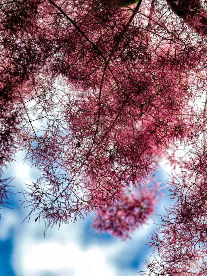 Blooming Trees 