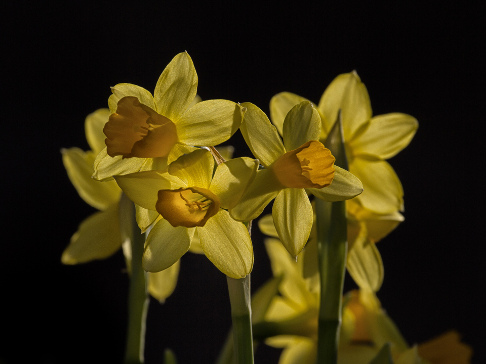 Miniature Daffodil's on Black