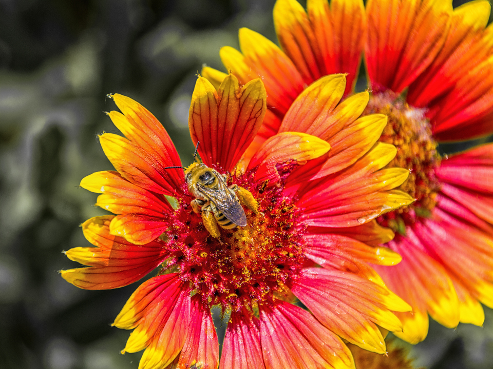 Worker Bee