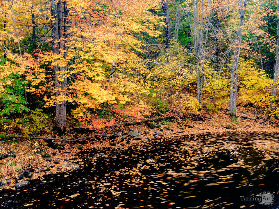 Swirling into Autumn