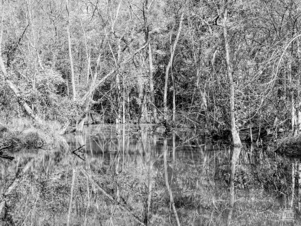Autumn Mirrored Reflections Sarcoxie Spring Grayscale