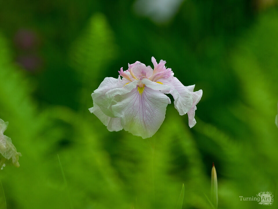 Delicate Light Pink/Lavender Iris