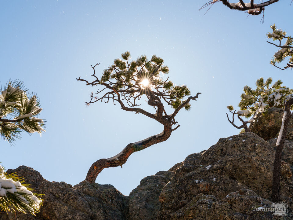 Pine Tree Snow And Sunburst
