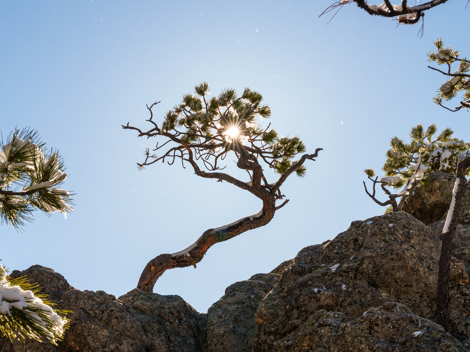Pine Tree Snow And Sunburst