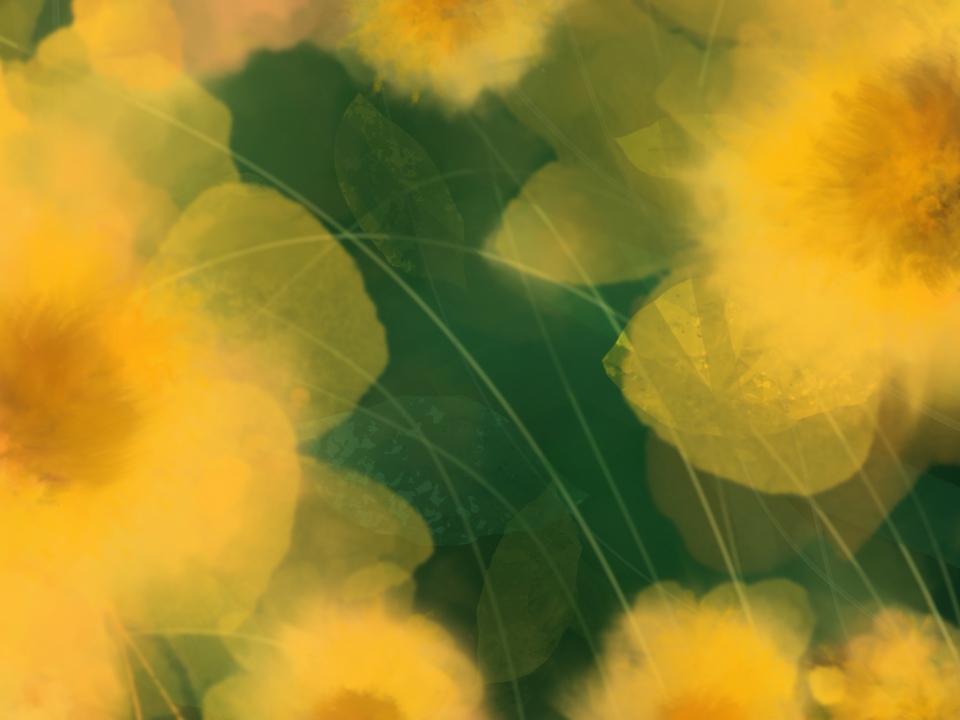 Yellow Flowers 
