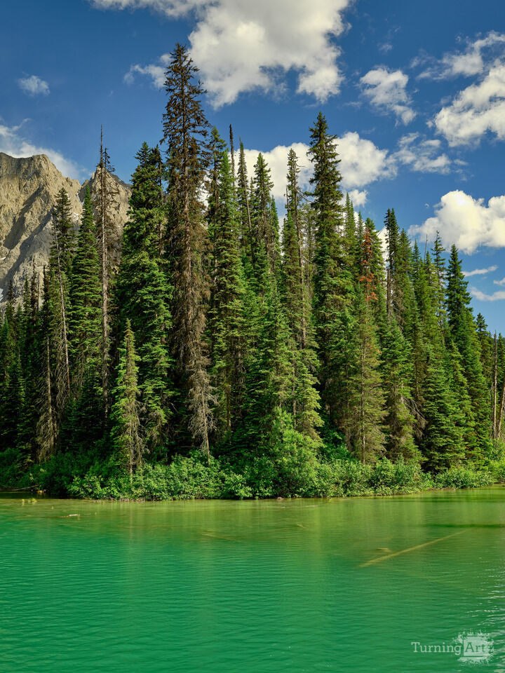 Pines and Lake shore, Emerald Lake, Canada