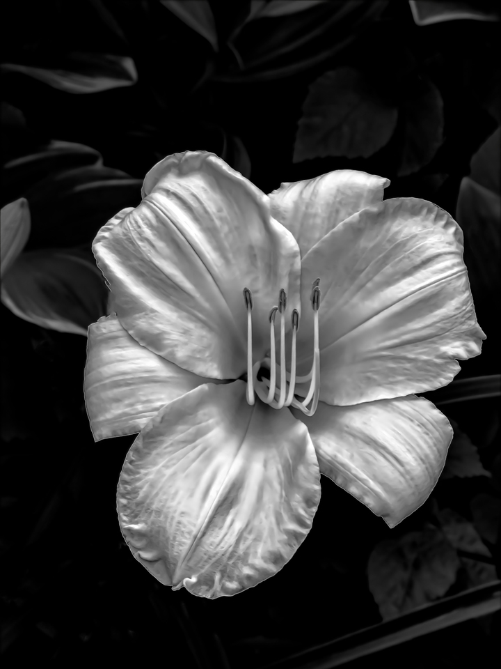 Lily