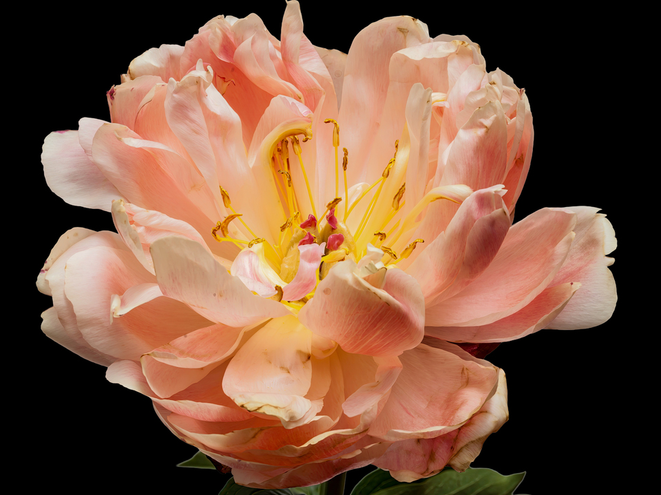 Peony