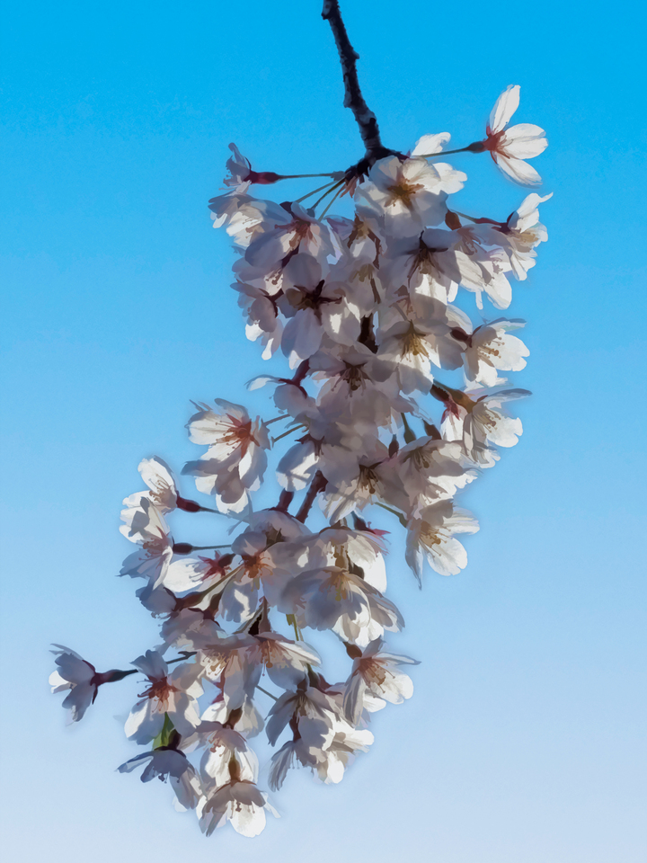 Cherry Blossoms