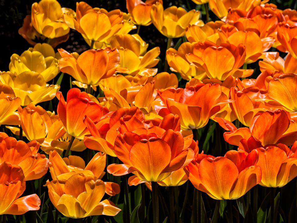 Tulips