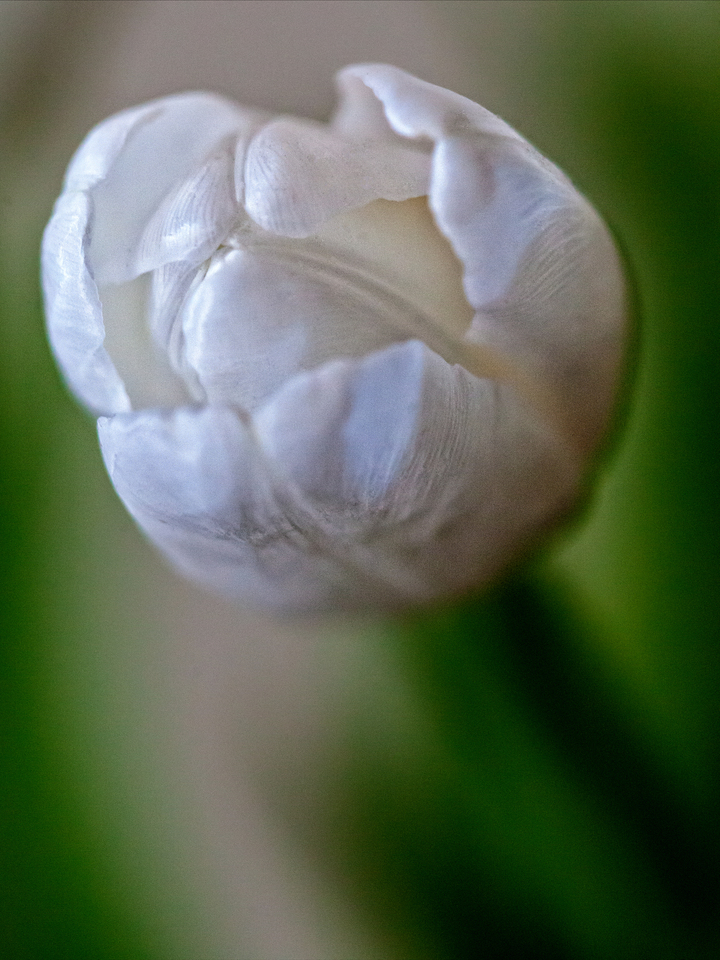 White Tulip