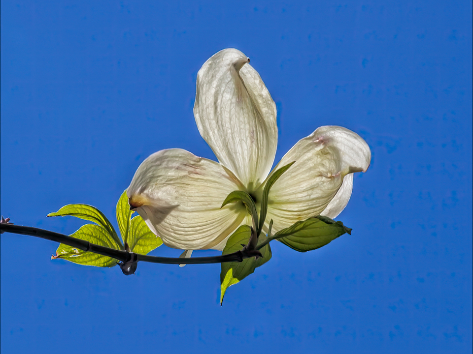 Flower and Sky