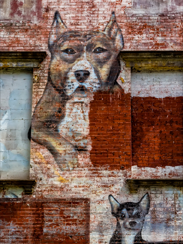 Street Art NYC - Painting of Dogs