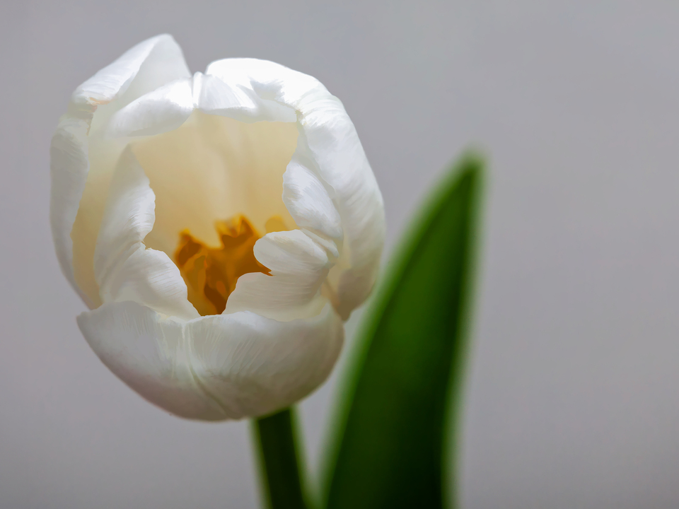 White Tulip