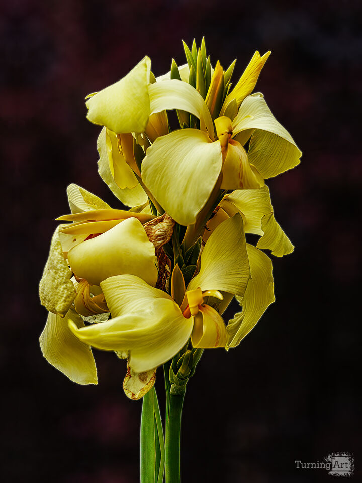 Summer Flower
