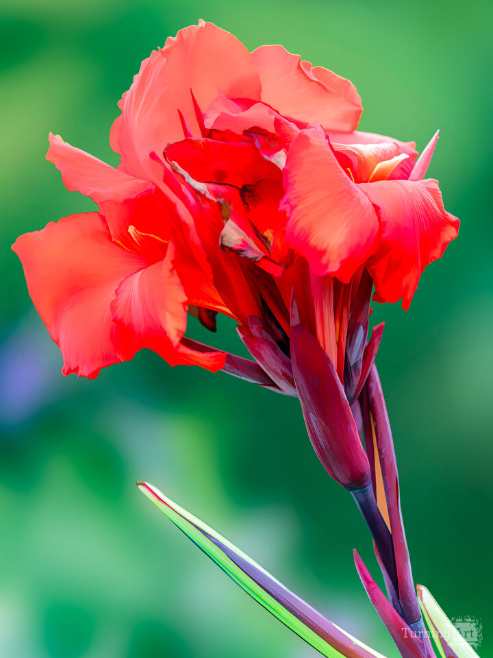 Red and Green and Summer