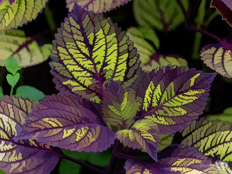 Graphic Leaves