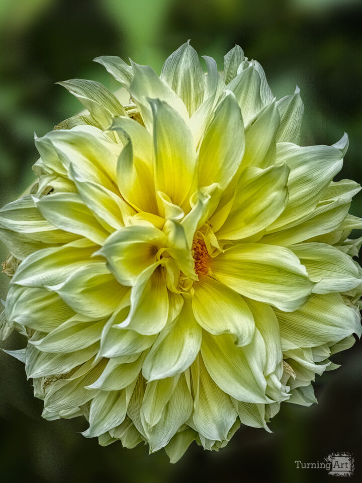 Fibonacci Summer