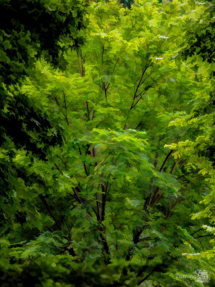 Leaves for the Trees