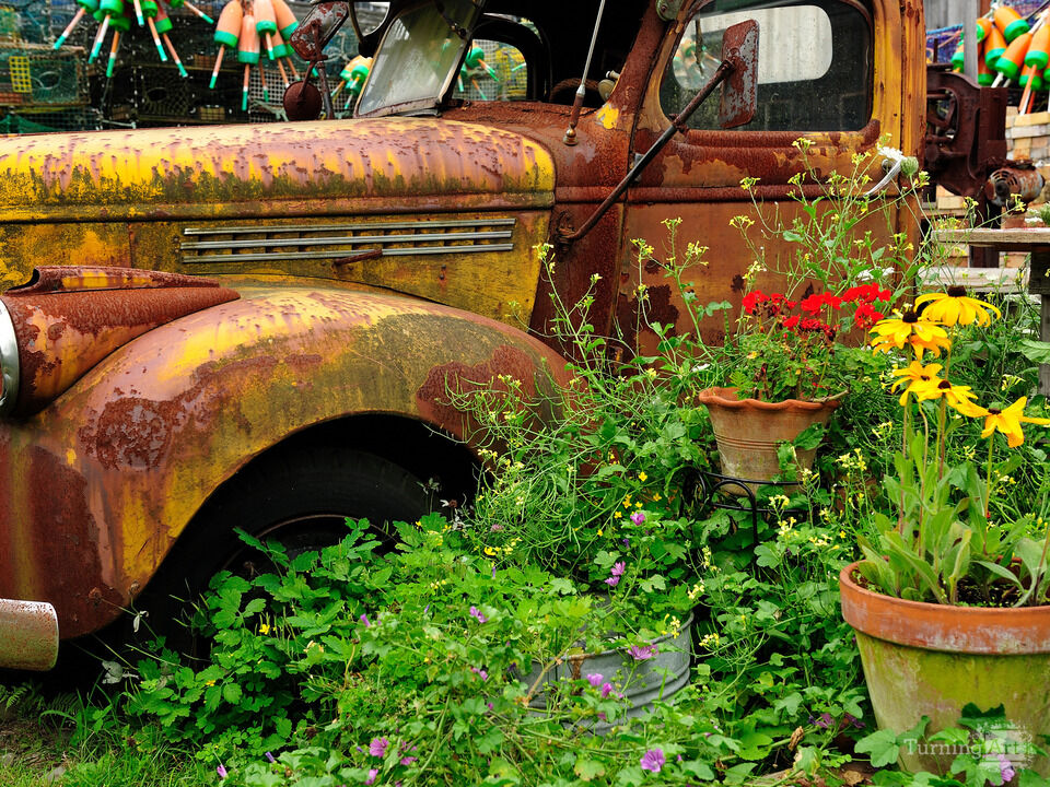 Rusted old Antique Truck & Flowers, Cape Porpoise