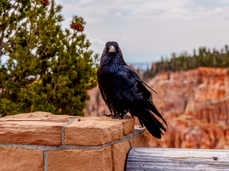 Raven Stare Down Bryce Canyon