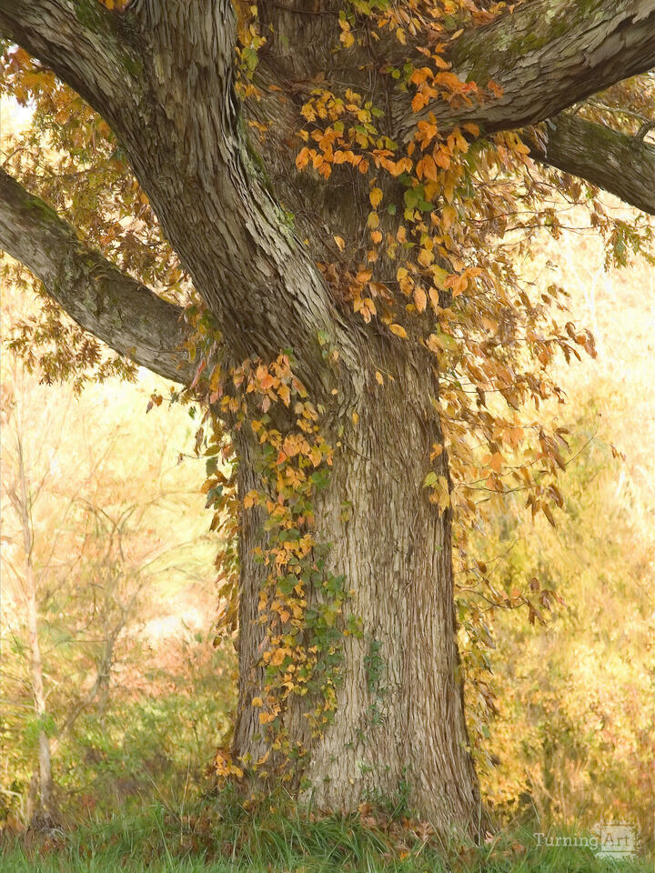 Carl Sandburg's Tree