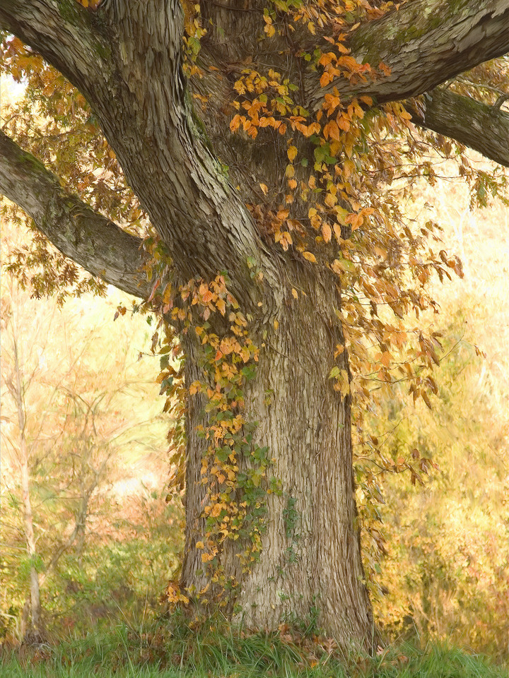 Carl Sandburg's Tree