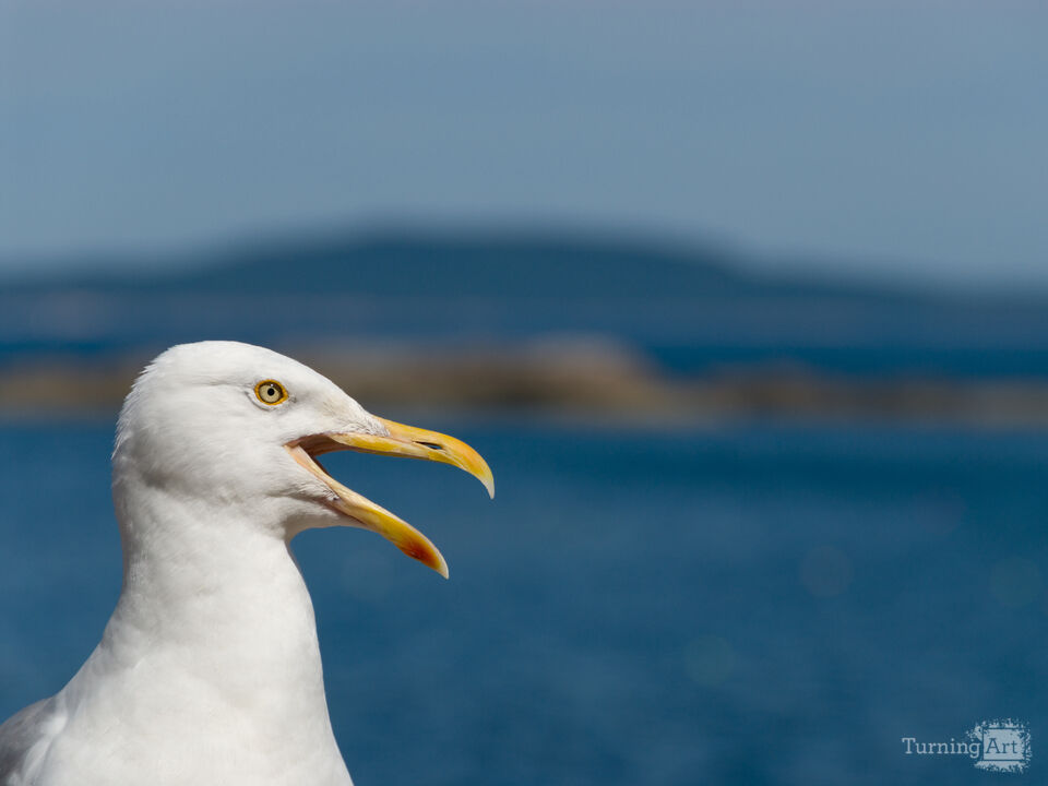 Seagull Calling Over the Ocean