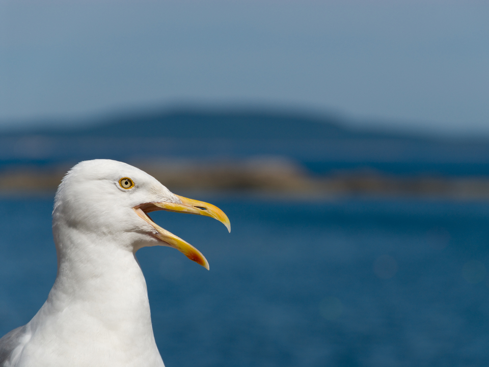 Seagull Calling Over the Ocean