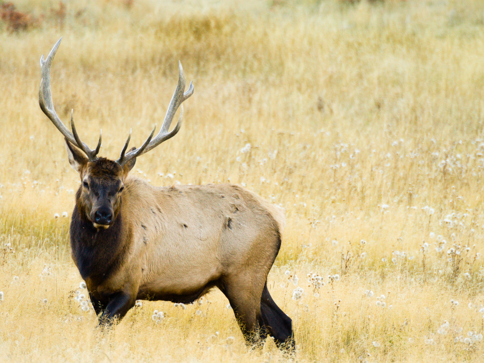 Bull Elk in the Autumn Meadow