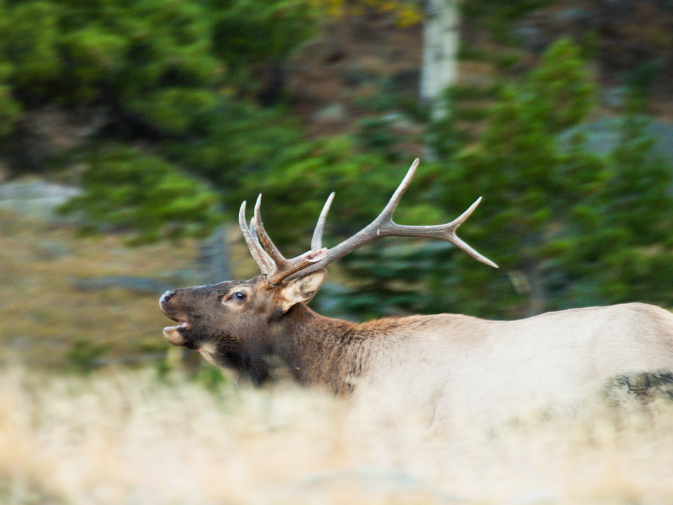 Running Bull Elk with a Broken Antler