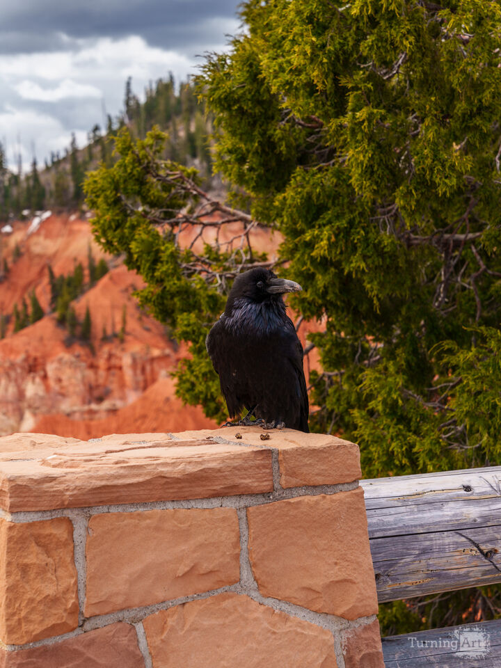 Raven At Agua Canyon Bryce