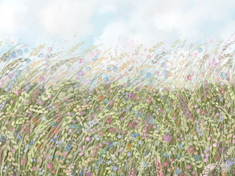 Wildflower Field 