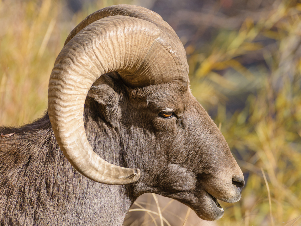 Majestic Bighorn Ram