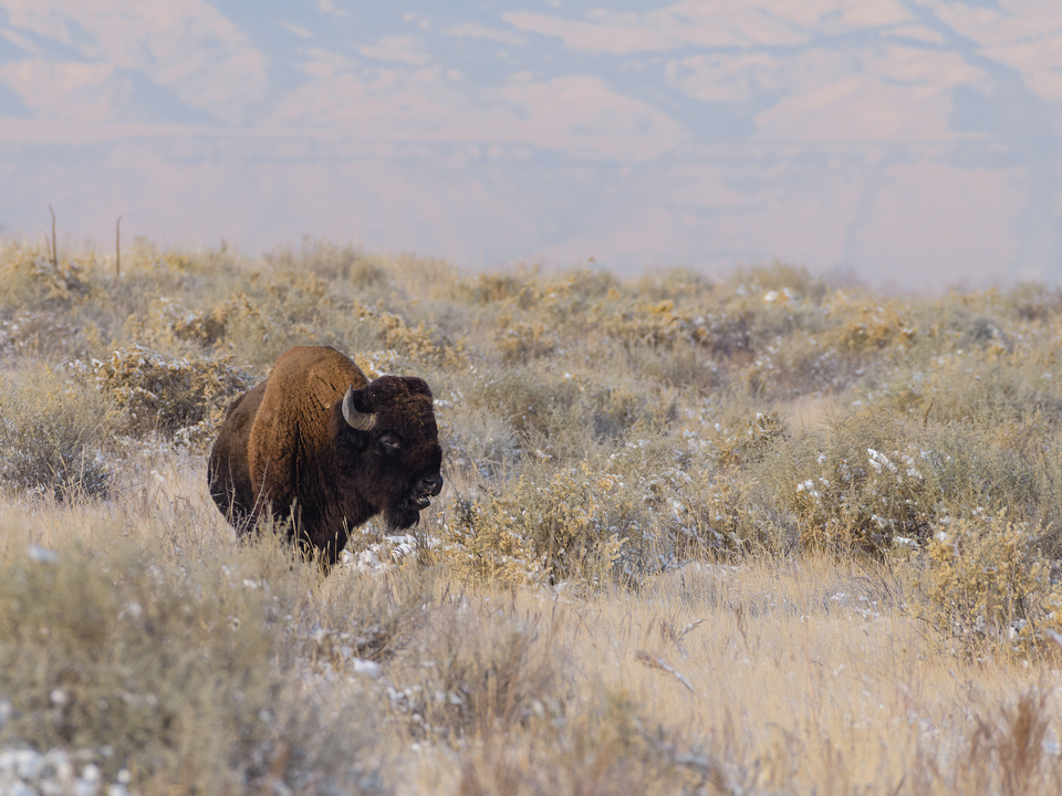 Bison on the Prairie