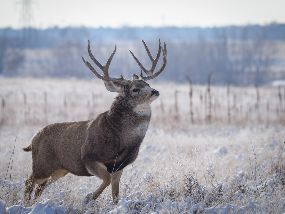 Mule Deer Buck