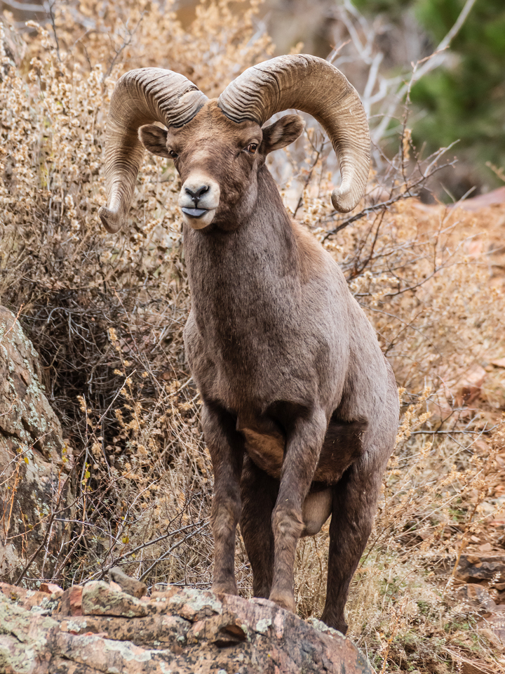 Bighorn Sheep Ram Sticking His Tongue Out