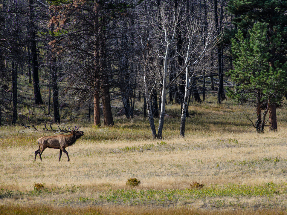 Bull Elk Bugling in a Forest Meadow