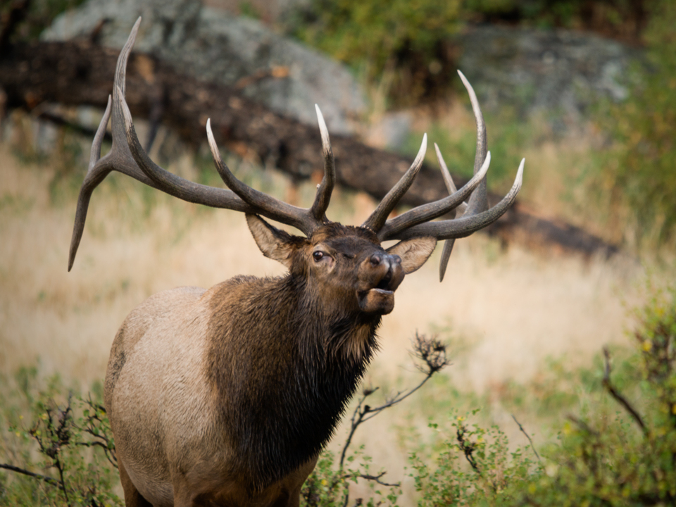 Bull Elk