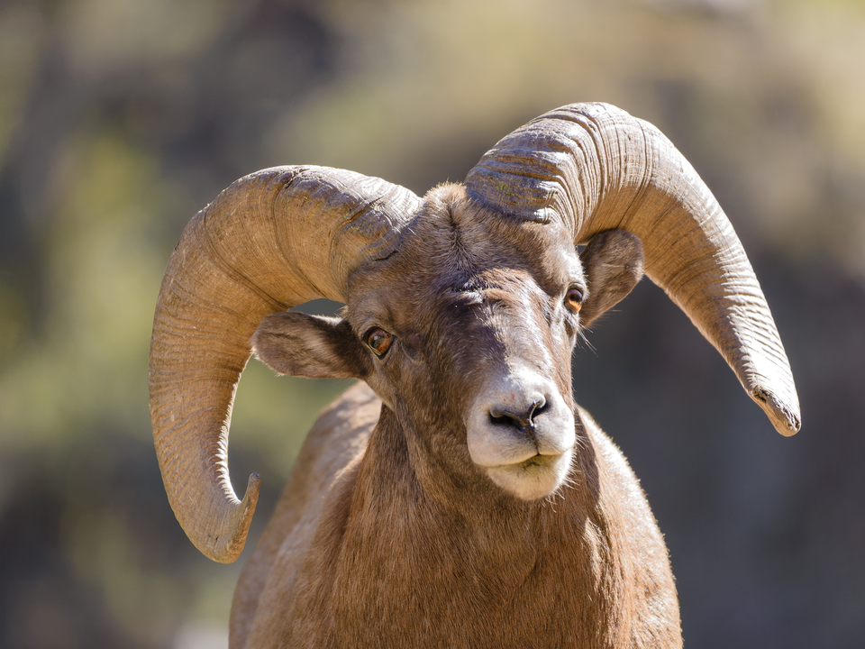 Bighorn Sheep Ram