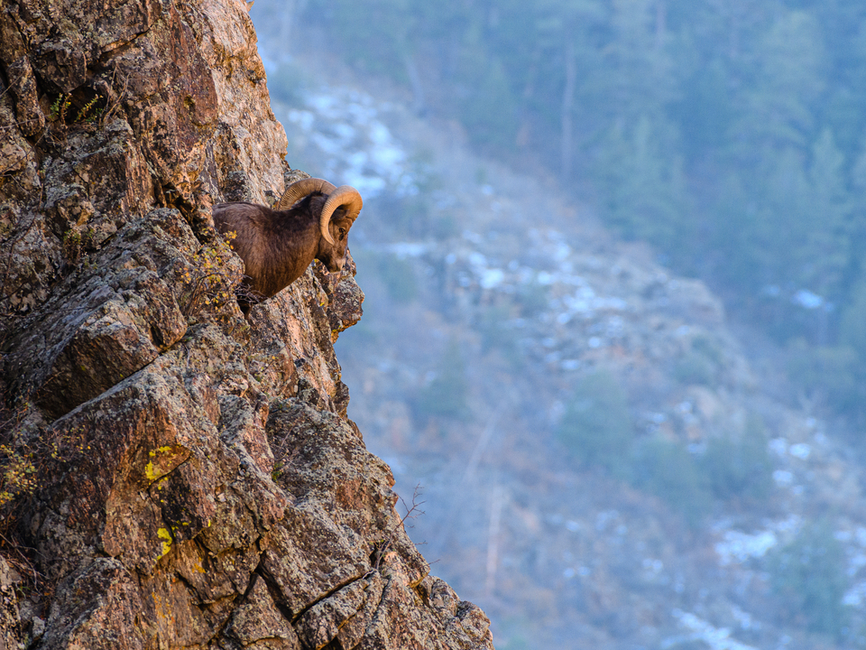 Bighorn Sheep Ram Perched High on a Cliff