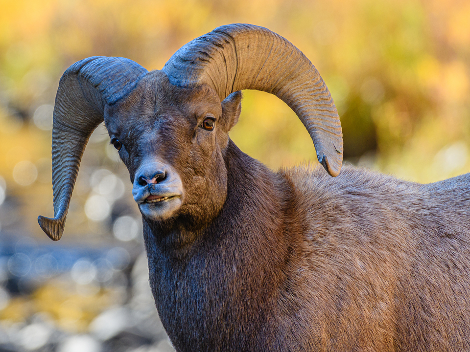 Bighorn Sheep Ram in Golden Light