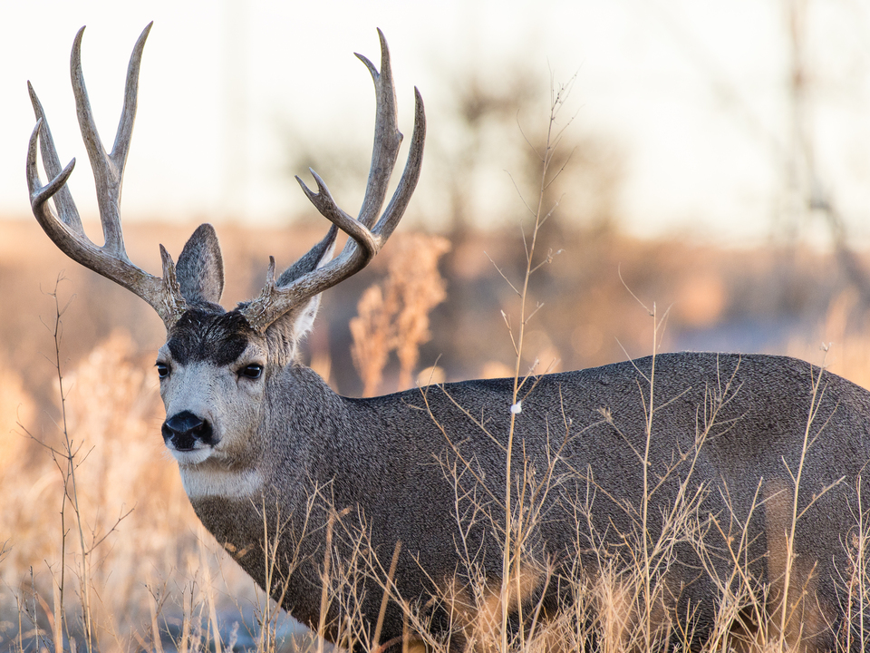 Mule Deer Buck