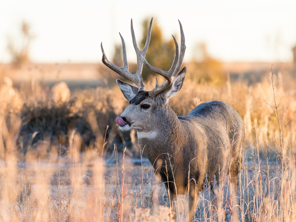 Mule Deer Buck Licking His Nose