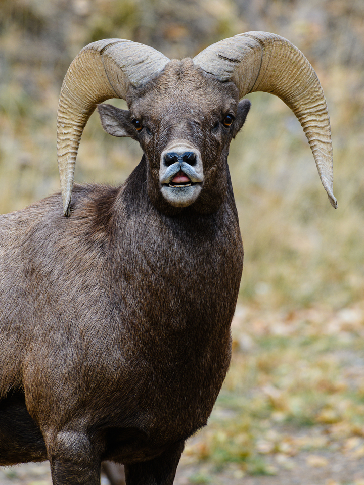 Bighorn Sheep and the flehmen response