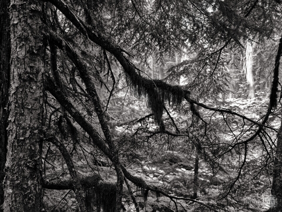Moss & Lichen on Hemlock Tree Branches