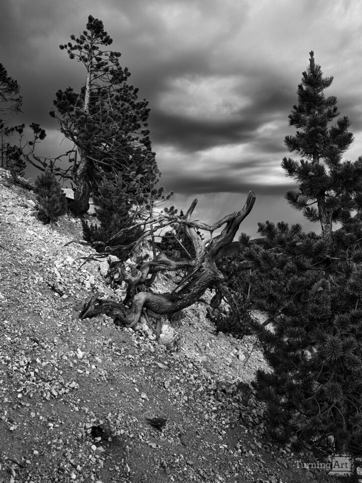 Storm over the Canyon of The Yellowstone II