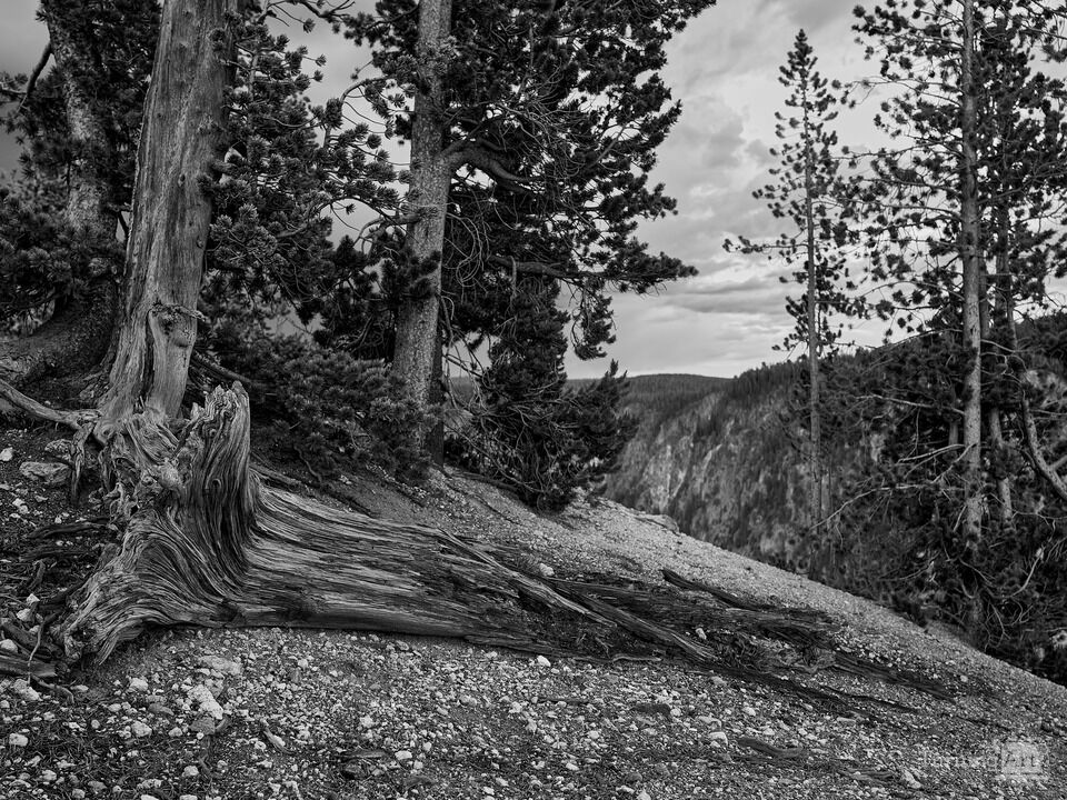 Storm over The Canyon of The Yellowstone III