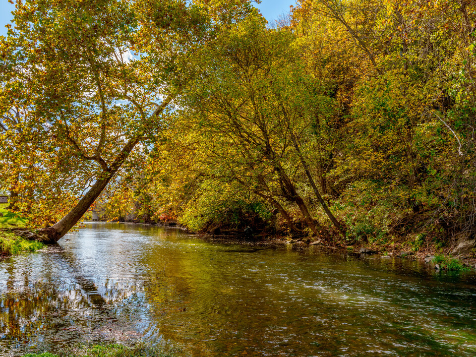Leaning Trees Over Capps Creek