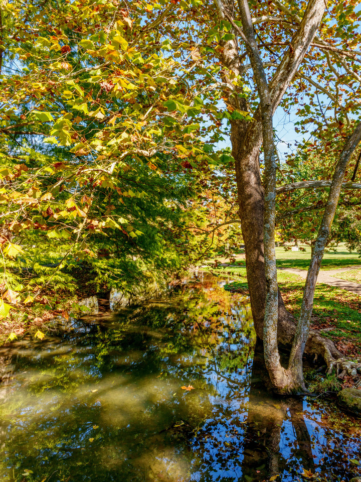 Birch And Cypress Along A Natural Spring